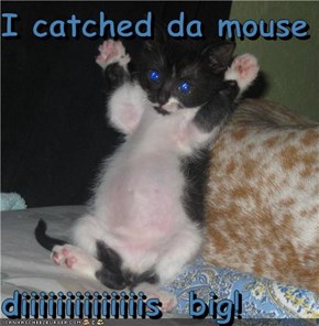 I catched da mouse  diiiiiiiiiiiiiis  big!