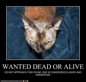 WANTED DEAD OR ALIVE