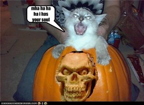 awsome kitty is awsome