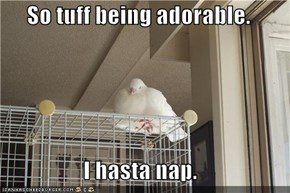 So tuff being adorable.  I hasta nap.