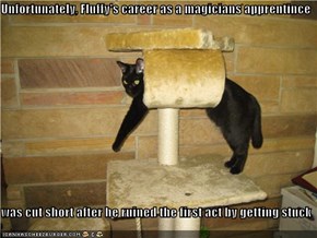 Unfortunately, Fluffy's career as a magicians apprentince  was cut short after he ruined the first act by getting stuck