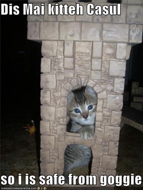 Dis Mai kitteh Casul  so i is safe from goggie