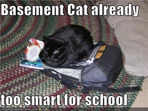 Basement Cat already  too smart for school