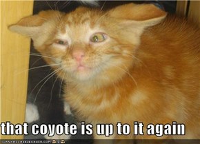that coyote is up to it again