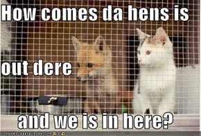 How comes da hens is out dere and we is in here?