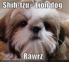 Shih-tzu= Lion dog  Rawrz
