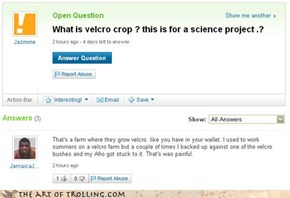 Velcro Farm Grows Velcro Crops