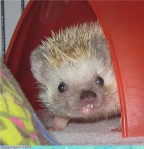 My Hedgehog Phoebe