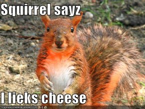 Squirrel sayz  I lieks cheese