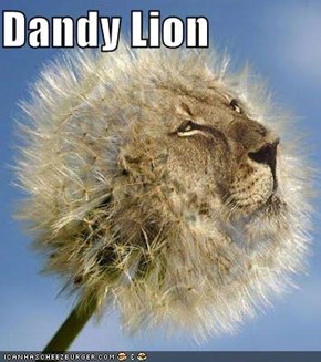Dandy Lion