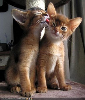 Cyoot Kittehs of the Day: Ur Kisses iz Messin Up Mah Fayce!