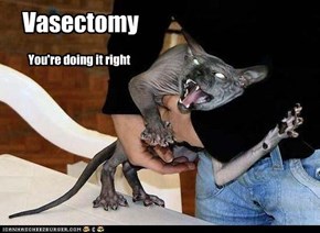 Vasectomy