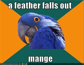 Paranoid Parrot: Bald Bird