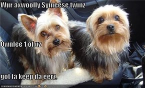 Wur axwoolly Symeese twinz Ownlee 1 of uz  got ta keep da eerz.