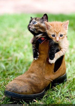 Cyoot Kittehs of teh Day: Dis Boot Wuz Mayd fer Walkin