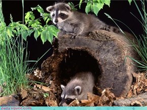 Baby Racoons!