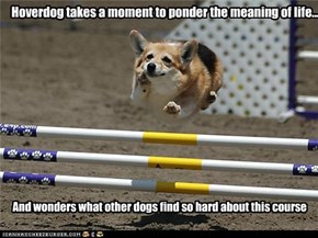 Hoverdog takes a moment to ponder the meaning of life...