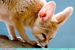 Fennec's investigatin'
