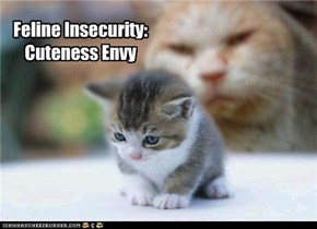 Feline Insecurity: Cuteness Envy