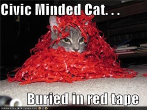 Civic Minded Cat. . .  Buried in red tape