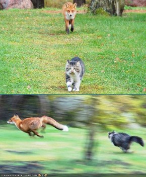Storee Time: Teh Fox and teh Kitteh