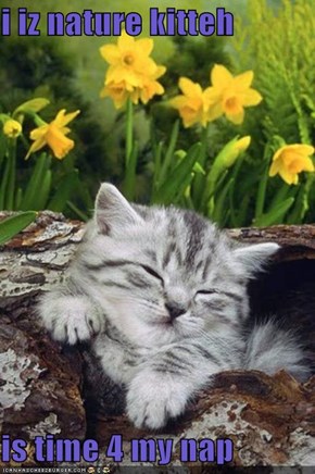 i iz nature kitteh  is time 4 my nap