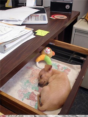 Never Feel Alone At Your Desk Again!