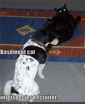 Basement cat interspecies recruiter.