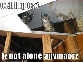 Ceiling Cat  Iz not alone anymaorz