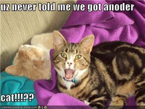 uz never told me we got anoder  cat!!!??