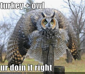 turkey + owl  ur doin it right