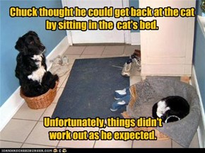 Chuck thought he could get back at the cat  by sitting in the  cat's bed.