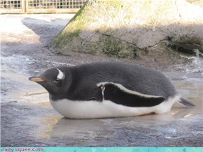 Fluffy Torpedo