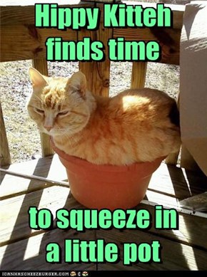 Hippy Kitteh finds time     to squeeze in a little pot