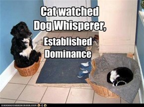 Cat watched Dog Whisperer,