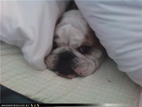 Rocky hiding