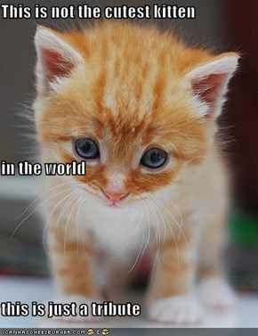 This is not the cutest kitten  in the world  this is just a tribute