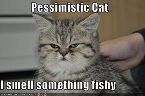 Pessimistic Cat  I smell something fishy