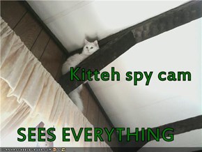 Kitteh spy cam SEES EVERYTHING