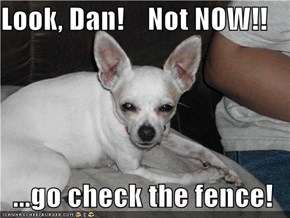 Look, Dan!    Not NOW!!  ...go check the fence!