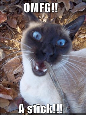 OMFG!!  A stick!!!