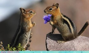 Chipmunk Love