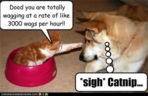 Dood you are totally wagging at a rate of like 3000 wags per hour!!~~ *sigh* Catnip...