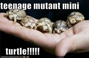 teenage mutant mini      turtle!!!!!