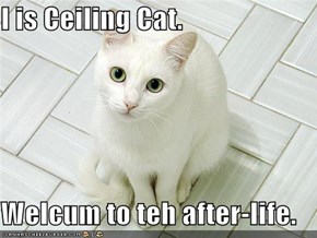 I is Ceiling Cat.  Welcum to teh after-life.