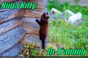 Ninja Kitty:  In-Training