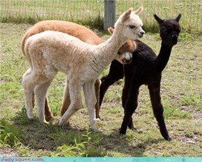 Alpaca Pack 