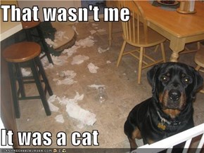 That wasn't me  It was a cat