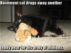 Basement cat drags away another  teddy bear for his army of minions.