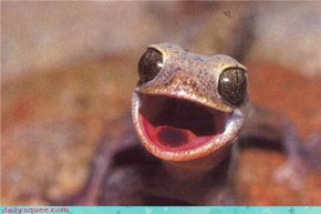HAPPY LIZARD